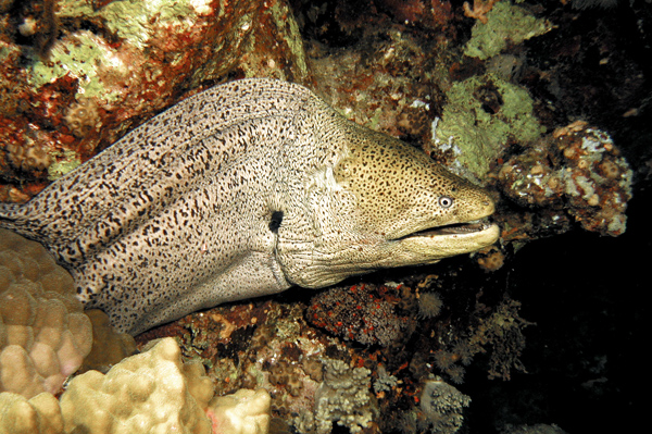 Murena 5