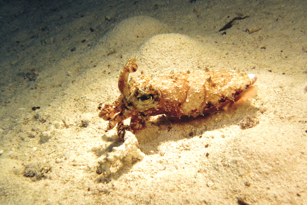 Perekatica 1
