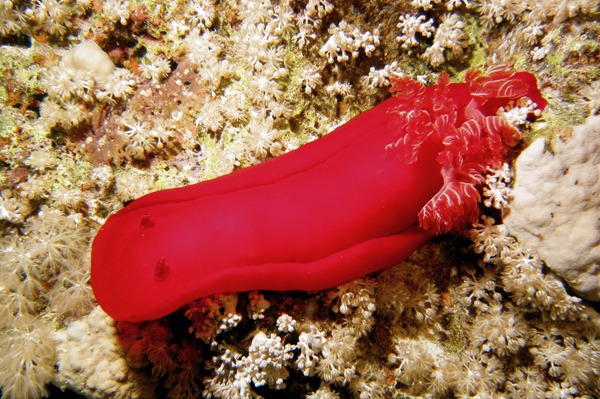 Spanish Dancer 1