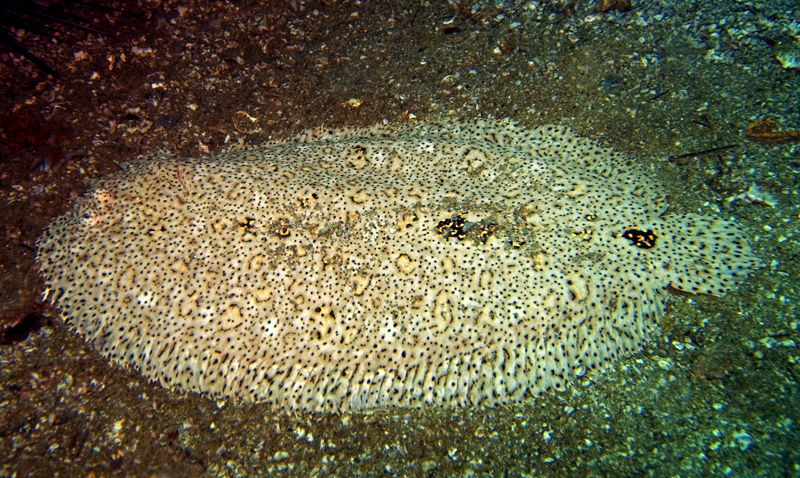 CRW_2061.jpg